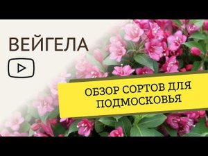 Вейгела: обзор сортов
