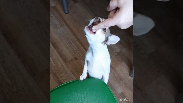 Без еды не жизнь!