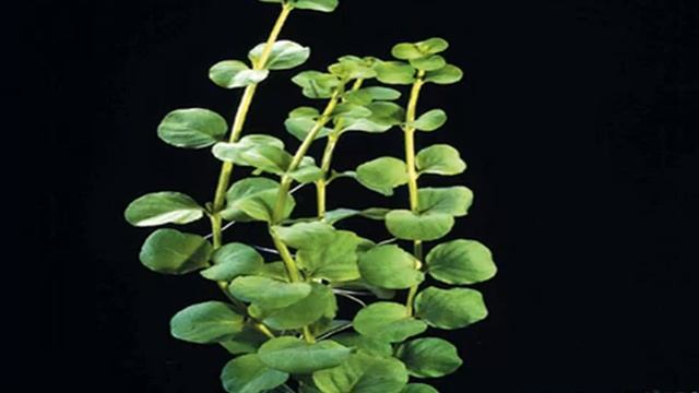 Вербейник в аквариуме. Монетница вербейник. Лизимахия нуммулярия "монетница". Лизимахия золотистая. Якутка аквариумное растение.