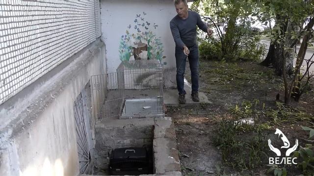 Как поймать котят переноской? смотреть онлайн