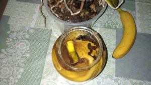 Бесплатная подкормка для цветов из банановой кожуры