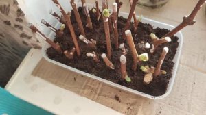 Укоренение черенков винограда в воде 10 день.