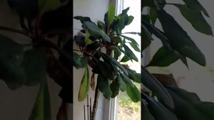 Эрсаг Банье для цветов.