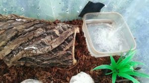 Уборка во временном террариум, для живородящих ящериц!!!