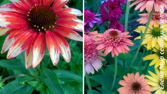 Неприхотливые долгоцветущие растения. Посадите эти цветы в саду! смотреть онлайн