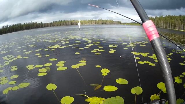 Окунь на удочку. Вечерняя рыбалка на карельской ламбине. смотреть онлайн