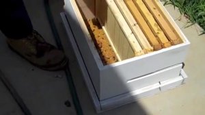 Дон о восковой моли