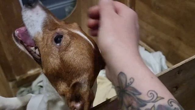 Наши с Малиной роды. Очень переживательно было... смотреть онлайн