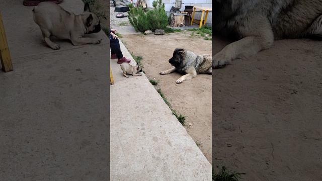 французский бульдог 3,5 месяца пришла в гости к кавказской овчарке 17 месяцев) играть то как хочетс смотреть онлайн