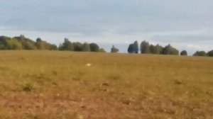 Бегущий через поля заяц