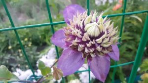 Клематис Тайга . Clematis Taiga . Японские сорта клематисов . Группа Флорида ( Florida ) .