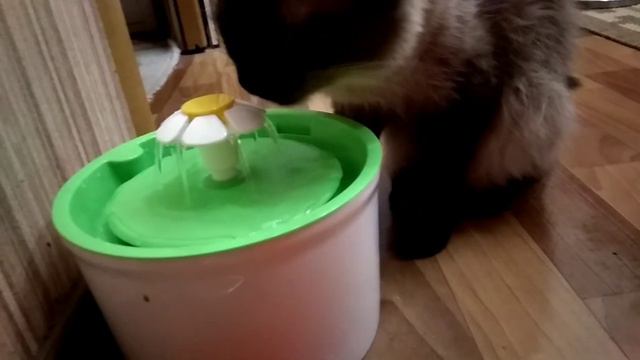 Фонтанчик для питомца. смотреть онлайн