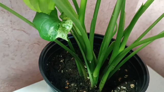 Нагоняю страх на Мотленд. Парадоксальный Мотленд-2 😆🌿🍀 #сингониум #мистика #уветыастрахань