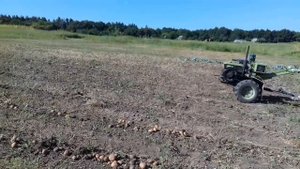 Картофелекопалка (Транспортёрная) к Мотоблоку | Копаем картоху :( | День 3