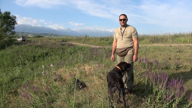 Охотничьи собаки в Казахстане. Дойч Дратхаар смотреть онлайн