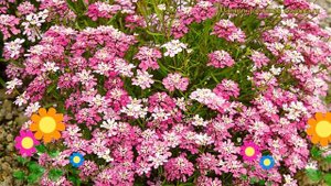 Иберис гибралтарский. Краткий обзор, описание характеристик, где купить iberis gibraltarica