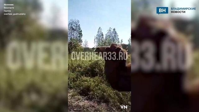 Во Владимирской области заметили верблюда