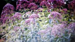 Посконник: лечебные свойства и противопоказания.