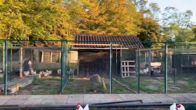Породистая птица Амрокс ,Легорн ,Виандот ....