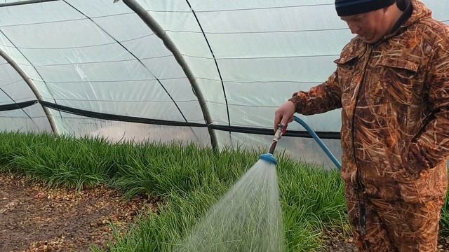 Полив лука в теплице смотреть онлайн