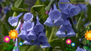 Мертензия виргинская. Краткий обзор, описание характеристик, где купить саженцы mertensia virginica