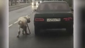 Хозяин выкинул собаку из машина. А она бежала в след и плакала...