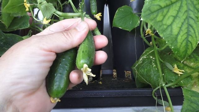 Как хорошо, что он у меня есть! Огород на подоконнике! смотреть онлайн