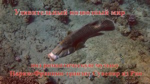 Наслаждение от очищения  Наполеон и чистильщик под музыку Париж-Франция-транзит Сувенир из Рио