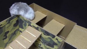 Хомяк проходит полосу военных препятствий?