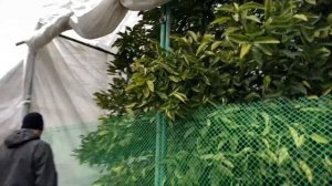 Уникальное дерево-сад, на котором растут одновременно апельсины, лимоны и мандарины | Дерево дружбы