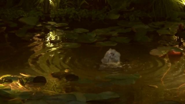 Фестиваль садов в Царицыно. 2023г. смотреть онлайн