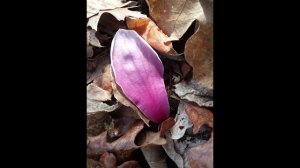 The Japanese Magnolia tree bloomed!