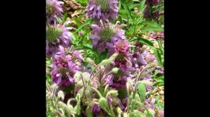 Lemon beebalm|Horsemint|Monarda citriodora