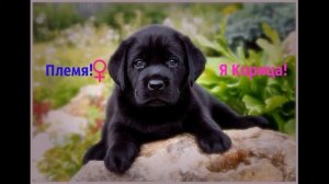 Порода Лабрадор/Как появились Лабрадоры/Всё о Лабрадорах/