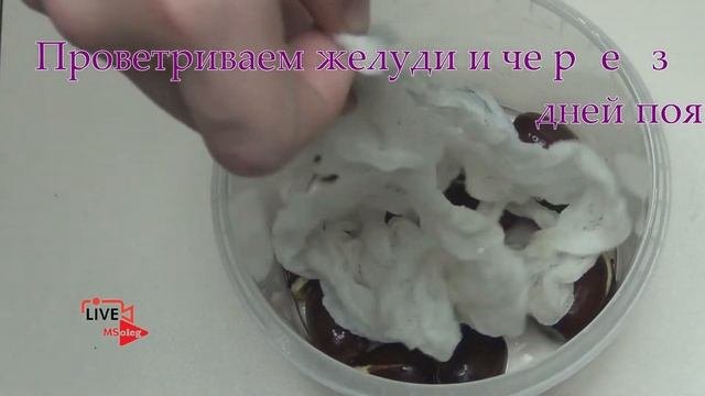 Как прорастить желудь? Болотный дуб пустил росток во влажной среде.