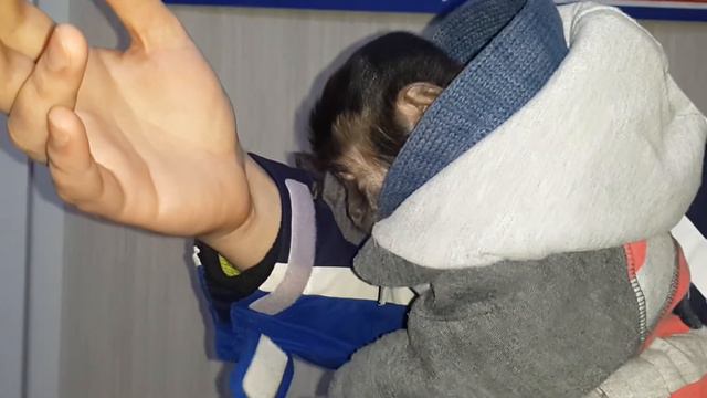 2017.02.25 Обезьяна капуцин Масяня. Нежность зашкаливает. смотреть онлайн