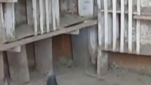 Будапештские высоколетные голуби 5