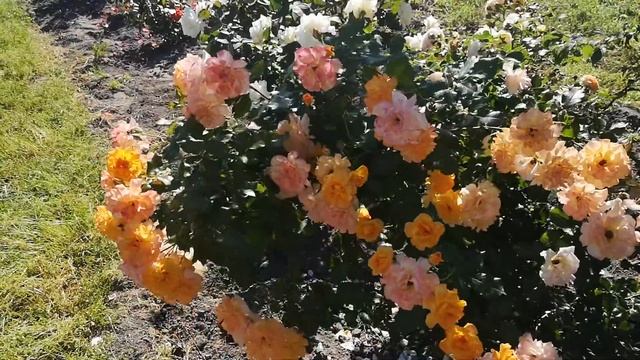 Роза Сахара смотреть онлайн