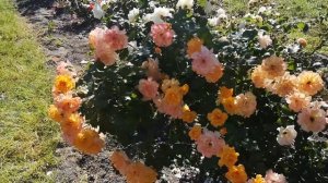 Роза Сахара