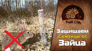 Как защитить деревья от зайца? Использую металлическую сетку