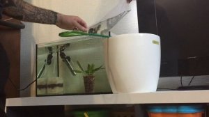 Огромные гуппи панда. Запуск в новый аквариум на 20 литров. Poecilia reticulata