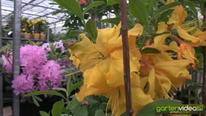 Knap Hill Azalea Csardas
