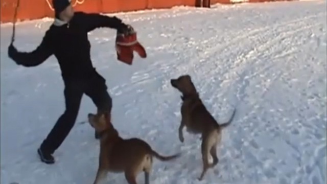 Собачья любовь