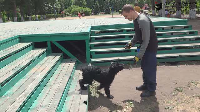 Физкультура для собаки: движение назад по лестнице. Шигаев Роман и ризеншнауцер Куба. Тольятти, 2019