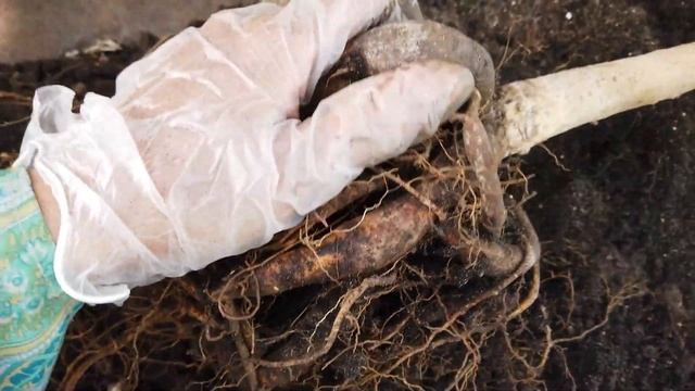 Двухметровый печальный фикус. Пересадка, обрезка, болталка. смотреть онлайн