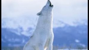 Песнь о собаке