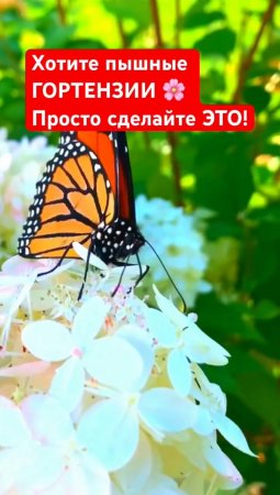 ПРОСТОЙ способ получить ПЫШНЫЕ ГОРТЕНЗИИ