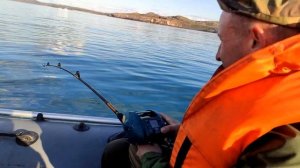 Медвежьегорск, Териберка 2022 г . Треска, дельфины, морепродукты.