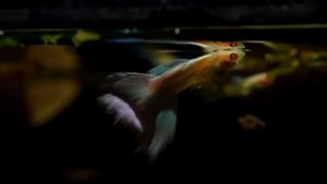 Гуппи в аквариуме. Аквариумные рыбки. Вуалевые гуппи