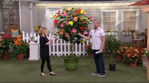 Cottage Farms Tutti Frutti Hibiscus Patio Tree on QVC